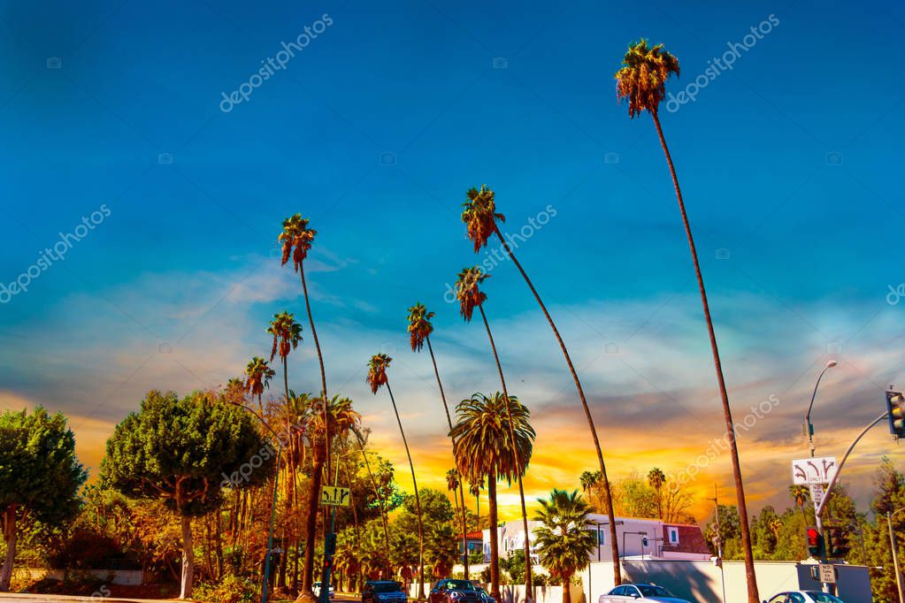 Palmiers Los Angeles Coucher Soleil Sud Californie