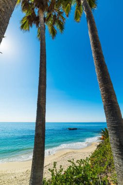Laguna Beach kıyı deniz palmiye ağaçları. Güney Kaliforniya, ABD