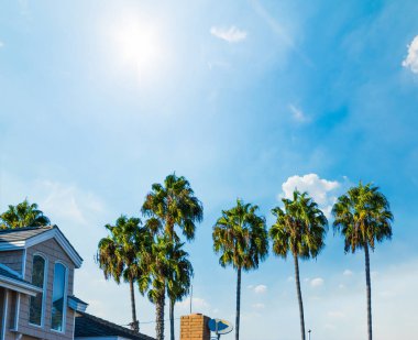 Balboa Island mavi gökyüzü, Newport Beach altında palmiye ağaçları. Güney Kaliforniya, ABD
