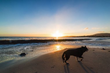 Gün batımında kumsalda yürüyen siyah köpek. Sardunya, İtalya