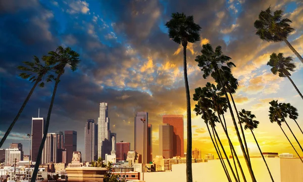 Palm trees silhoeuttes with downtown Los Angeles on the background at sunset. Southern California, USA