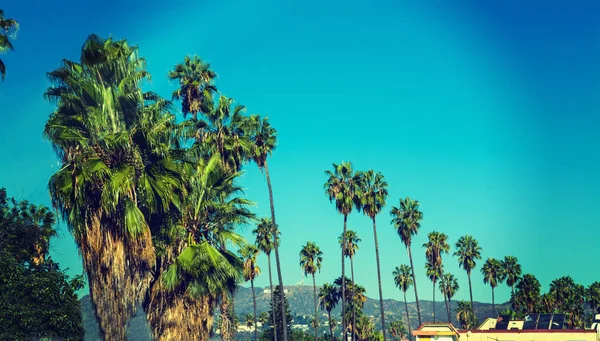 Los Angeles Usa Listopadu 2016 Palm Stromy Řádek Nápis Hollywood — Stock fotografie