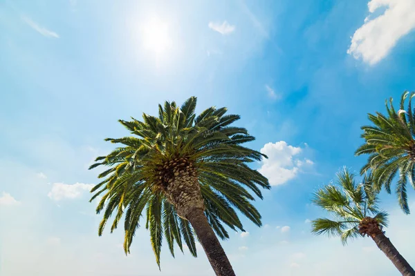 Palmové Stromy Pod Zářícím Sluncem Los Angeles Jižní Kalifornie Usa — Stock fotografie