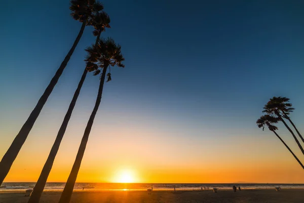 Palmeiras Altas Newport Beach Pôr Sol Orange County Sul Califórnia — Fotografia de Stock