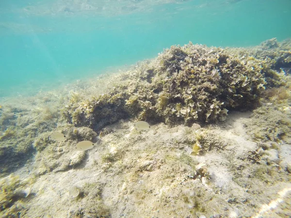 Sargos Alghero Türkisfarbenem Wasser Sardinien Italien — Stockfoto