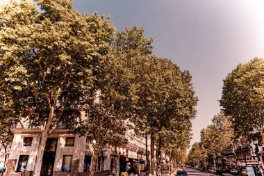 Paris'te bir kavşak ağaçta