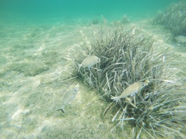 Sargos Alghero turkuaz su