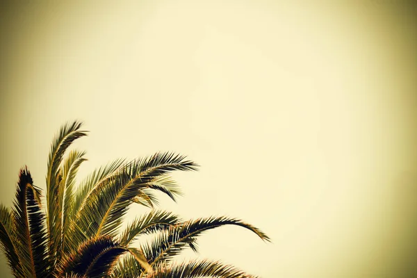 Palma mediterránea bajo un cielo nublado — Foto de Stock