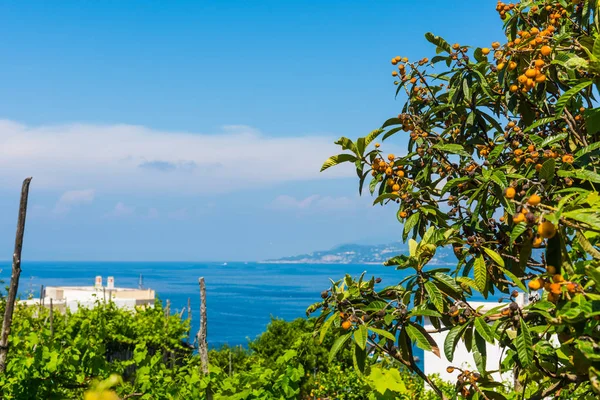 Medlar strom v pobřeží Capri — Stock fotografie