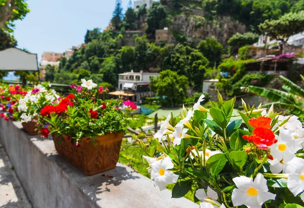 Dipladenia çiçek Positano'daki yakın çekim — Stok fotoğraf