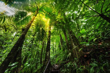 Guadeloupe ormanda Basse Terre içinde yemyeşil bitki örtüsü