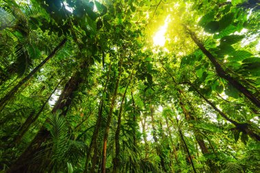 Guadeloupe Basse Terre ormanda uzun boylu yeşil ağaçların