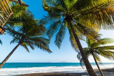 Palmiye ağaçları ve Guadeloupe Grande Anse Plajı karanlık kuma