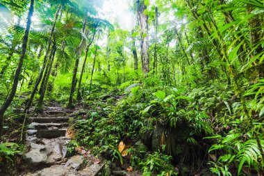 Taş adımları ve Guadelo ormanda Basse Terre içinde yemyeşil bitki örtüsü