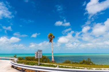 Palmiye ağacı ve temiz su Florida Keys