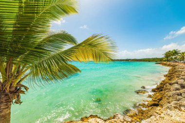 Palmiye ağacı Sainte Anne Beach Guadeloupe Adası