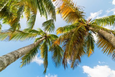 Aşağıdan Bois Jolan Beach'te görülen Hindistan cevizi palmiye ağaçları