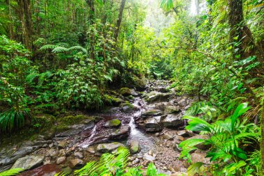 Basse Terre ormanda küçük dere