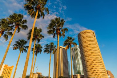 Palmiye ağaçları ve şehir Tampa sunset içinde gökdelenler
