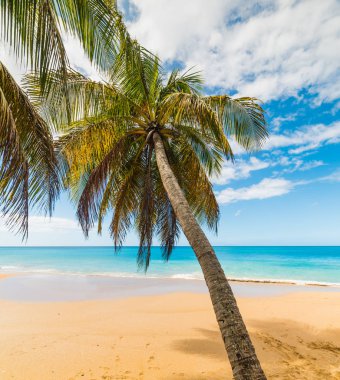 Palmiye ağacı ve altın kum Basse Terre içinde Gu La Perle Beach