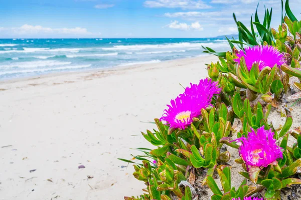 Hottentots Feigen Blumen am Meer in Platamona Strand — Stockfoto