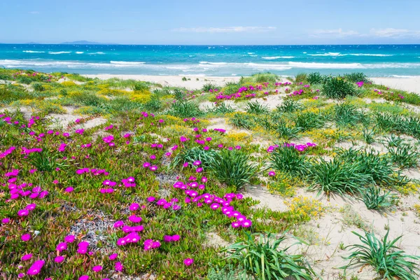 Flores coloridas por Platamona mar azul-turquesa — Fotografia de Stock