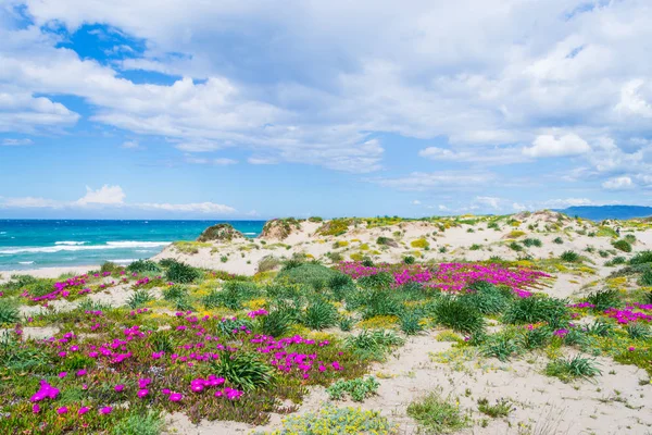 Platamona kıyıya pembe çiçekler — Stok fotoğraf