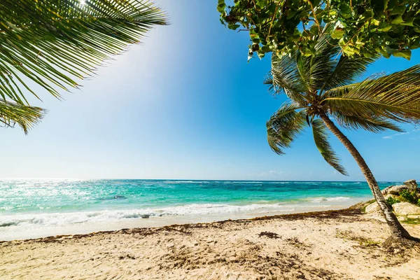 Palmbomen in rozijnen clairs Guadeloupe eiland beachin — Stockfoto