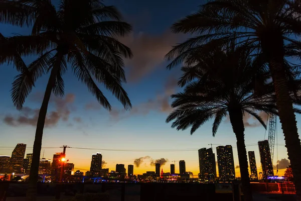 Palmeiras com centro de Miami em segundo plano ao pôr do sol — Fotografia de Stock