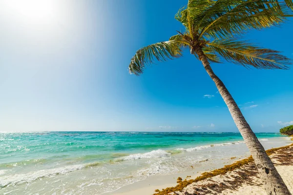 Palm tree door de zee in rozijnen Clairs strand in Guadeloupe — Stockfoto