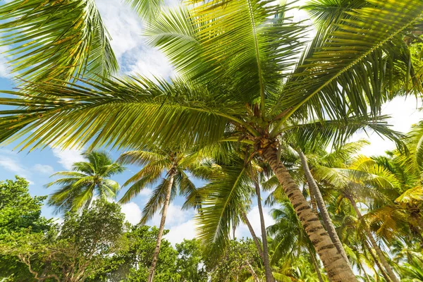 Krásné palmy v pláže Raisins Clairs v Guadeloupe — Stock fotografie