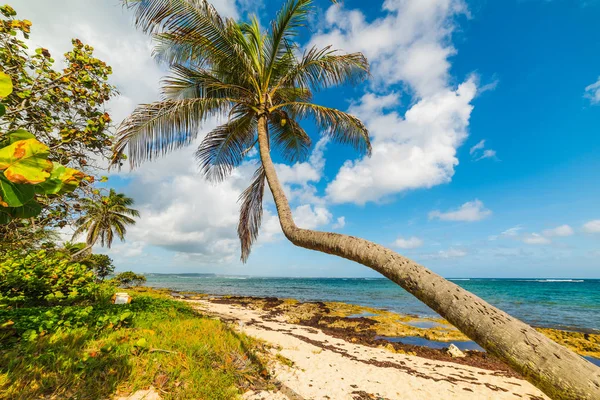 Palm tree over the sand in Autre Bord beach in Guadeloupe — Stock Photo, Image