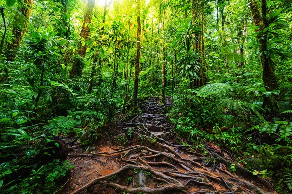 Roots and tropical vegetation in Basse Terre jungle — Stock Photo, Image
