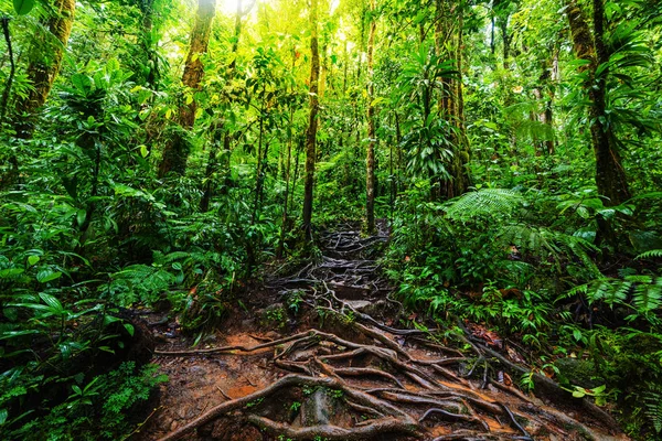 Roots and tropical vegetation in Basse Terre jungle