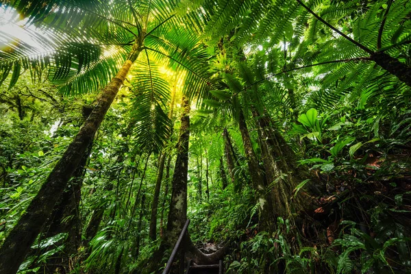 Vegetazione lussureggiante nella giungla di Basse Terre in Guadalupa — Foto Stock