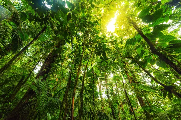 Árboles verdes altos en la selva Basse Terre en Guadalupe — Foto de Stock