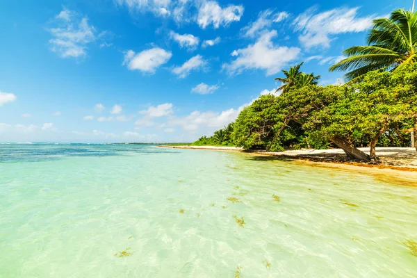 Пальмові дерева і чиста вода у Буа Jolan пляж у країні Гваделупа — стокове фото