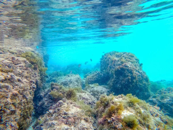 Podwodne widoki tropikalnych ryb w Souffleur beach w Guadeloup — Zdjęcie stockowe