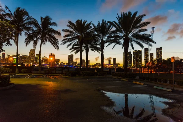 Пальмы и небоскребы в Майами ночью — стоковое фото
