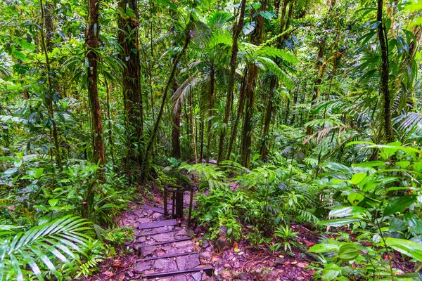 Path in Basse Terre jungle
