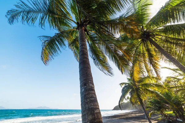 Palmeras en la playa Grande Anse en Guadalupe — Foto de Stock