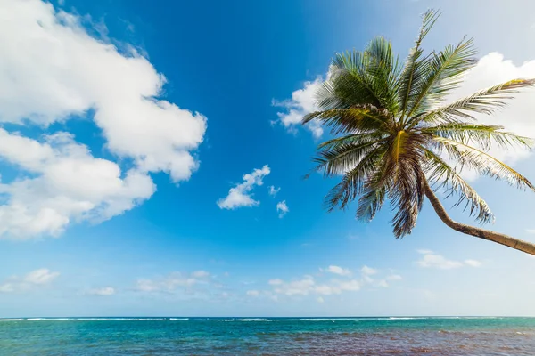 Пальмовое дерево на пляже Отре в Ле-Меле — стоковое фото