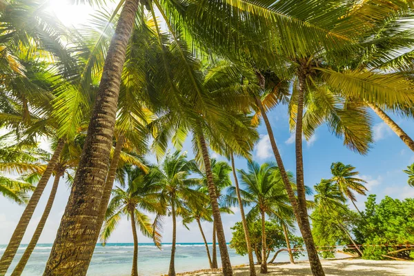 Cocotiers à Bois Jolan plage en Guadeloupe île — Photo