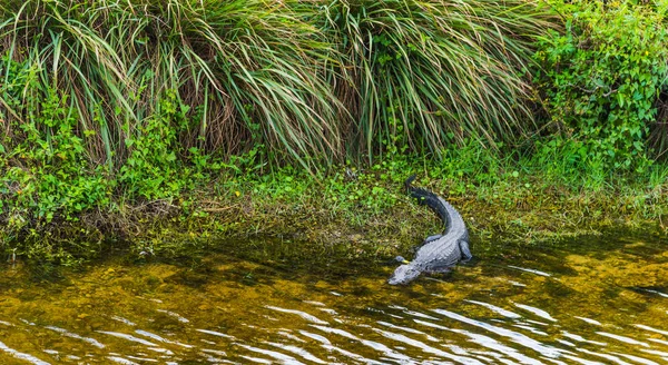 Frontansicht eines Alligators im Nationalpark Everglades in Florida — Stockfoto