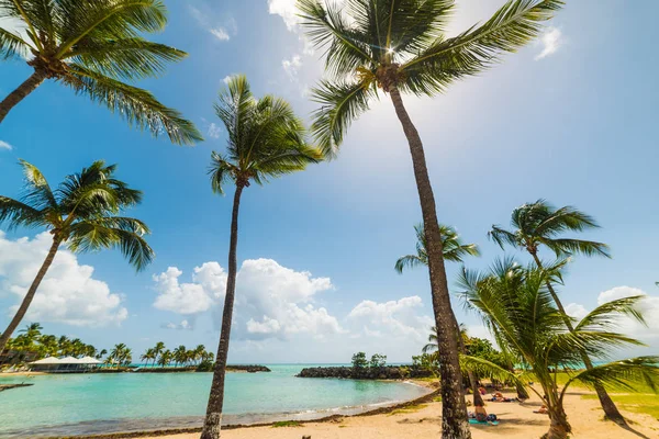 Palmy i czysta woda w bas du Fort beach w Gwadelupa — Zdjęcie stockowe