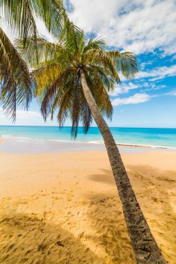 Palmiye ağacı ve altın kum Basse Terre içinde Gu La Perle Beach
