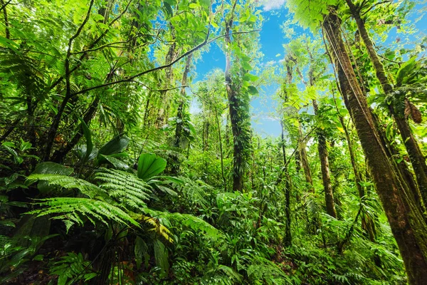 Guadeloupe ormanda Basse Terre içinde yemyeşil bitki örtüsü — Stok fotoğraf