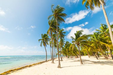 Guadeloupe La Caravelle plajda palmiye ağaçları ve beyaz kum