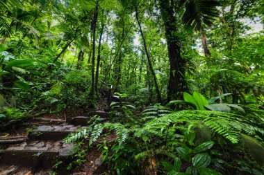 Guadeloupe Basse Terre ormanda Yeşil bereketli bitki örtüsü