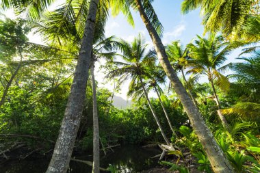 Guadeloupe Grande Anse kıyısında Palmiye ağaçları